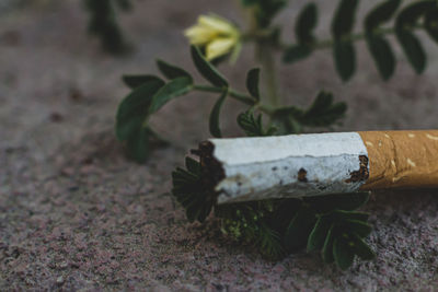 Close-up of cigarette smoking outdoors