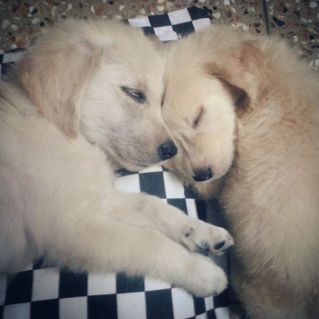 animal themes, domestic animals, mammal, pets, one animal, dog, two animals, white color, relaxation, indoors, high angle view, close-up, togetherness, resting, domestic cat, lying down, animal head, cat, sleeping, young animal