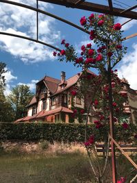 Low angle view of flowering tree by building against sky