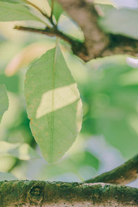 Close-up of green leaves on plant