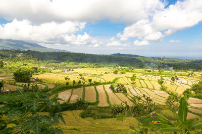 Scenic view of agricultural field against sky