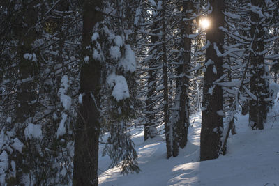 Snow covered trees in forest