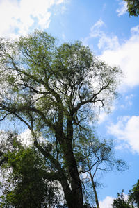 Low angle view of tree against sky