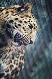 Close-up of cat looking away