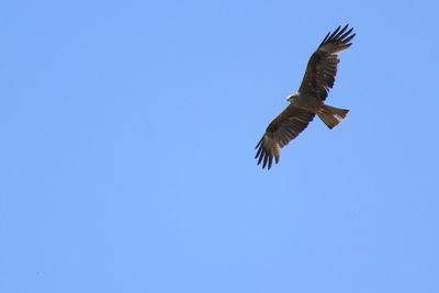 Low angle view of eagle flying in sky