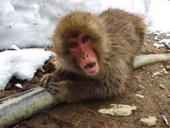 Portrait of monkey during winter
