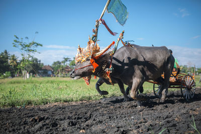 Makepung, traditional bull race in bali, indonesia.