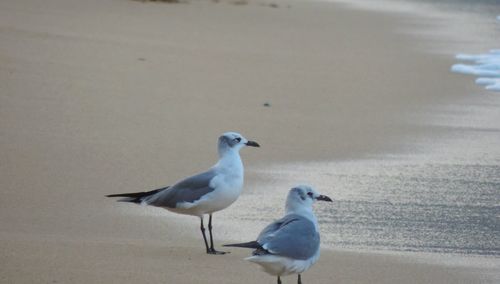 Seagull perching on beach