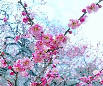 Low angle view of cherry blossoms in spring