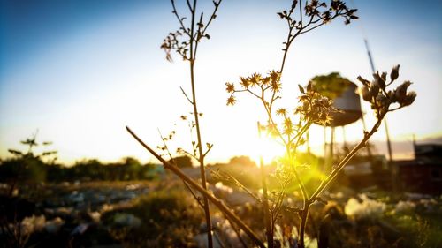 Close-up of flowering plants on field against sky during sunset