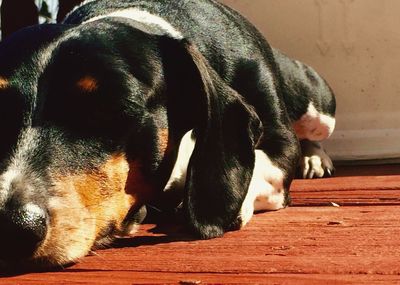 Close-up of dog sleeping