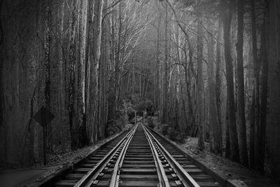 Railroad tracks amidst trees in forest