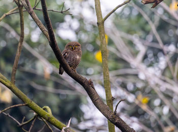 Close-up of bird perching on branch