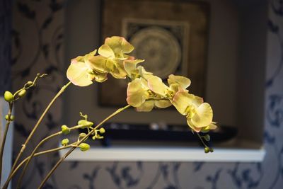 Close-up of yellow flowering plant