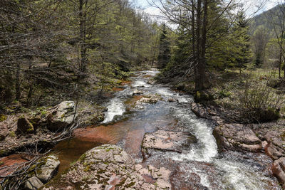 Stream flowing through rocks in forest