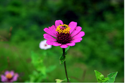 Close-up of pink flower