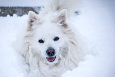 Portrait of white dog