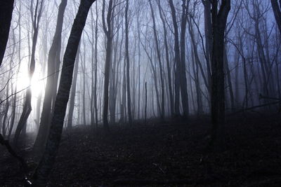 Sunlight streaming through trees in forest