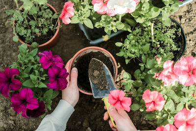 Cropped hand of woman holding potted plant