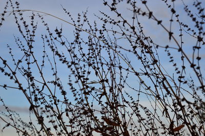 Low angle view of branches against clear sky