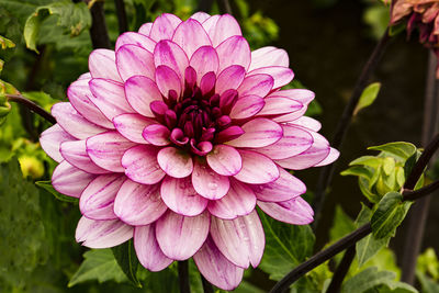 Close-up of pink flower blooming outdoors