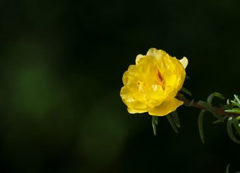 Close-up of yellow flower blooming outdoors