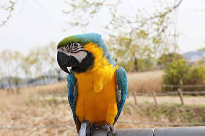 Close-up of parrot perching on tree