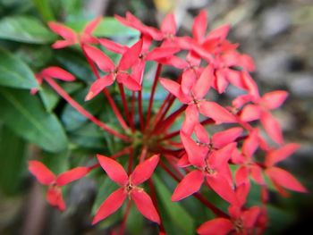 Close-up of red flowers blooming outdoors