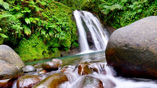 Scenic view of waterfall in forest