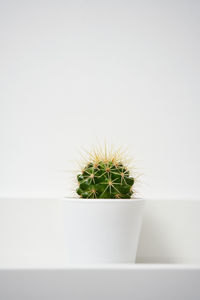 Close-up of cactus plant in pot