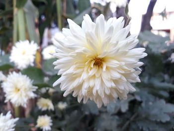 Close-up of white flowers blooming outdoors