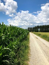 Road amidst plants on field against sky