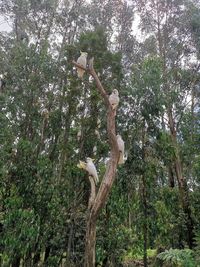 Low angle view of a tree