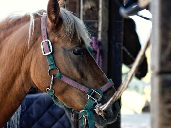 Close-up of horse in ranch