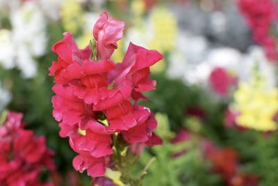 Close-up of pink flowers blooming outdoors