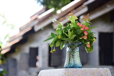 Close-up of potted plant
