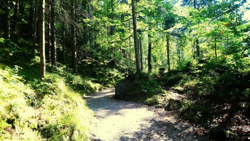 Trees growing in forest