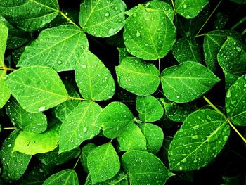 Full frame shot of wet leaves