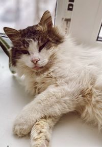 Close-up of cat resting at home