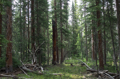 Trees in forest