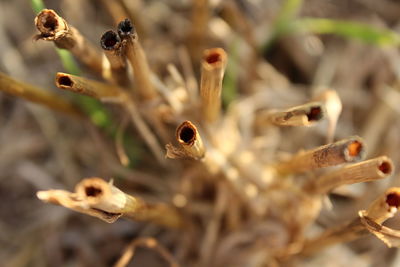 Close up of leaf