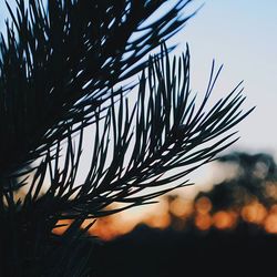 Close-up of plant against blurred background