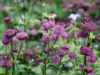 Close-up of pink flowering plants in park