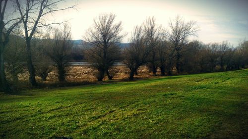 Trees on grassy field