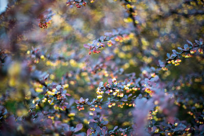Close-up of insect on flower tree