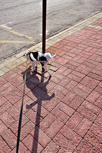 High angle view of dog on footpath