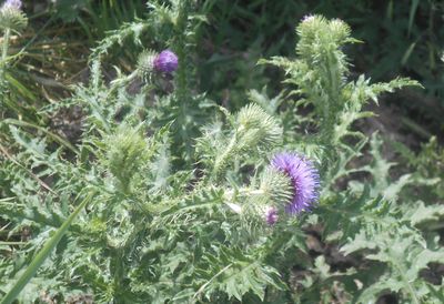 plant