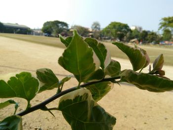 Close-up of fresh green plant against sky