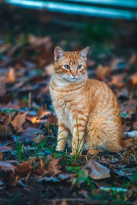 Portrait of cat on field