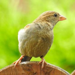 Close-up of bird perching on wooden post